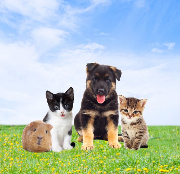 Columbia Pets