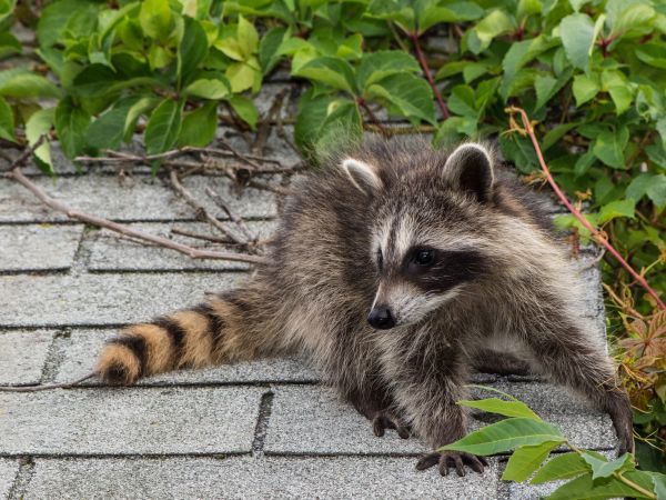Columbia Wildlife Removal