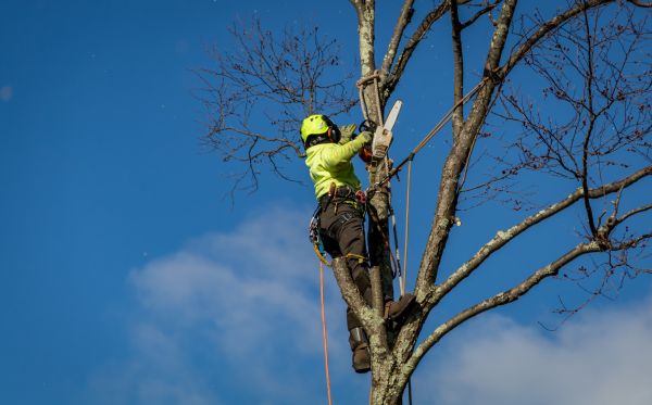 Columbia Tree Removal
