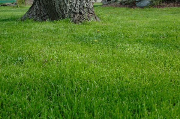 Columbia Lawn Treatment